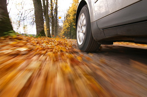 car drives over leaves